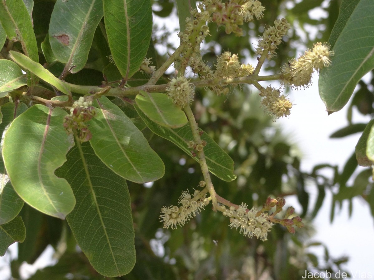 Terminalia arjuna (Roxb. ex DC.) Wight & Arn.